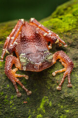 Pearl tree frog Nyctixalus margaritifer