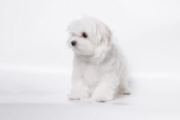Portrait of a cute Maltese breed puppy. A small dog licking lips on a bright fashionable gray background.