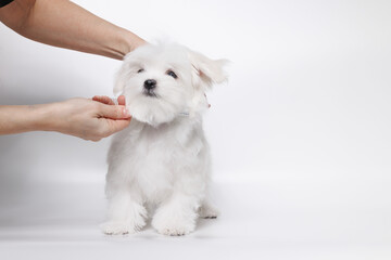 Cute white Maltese dog in a beauty salon for dogs on grooming procedures.