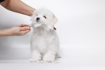 Cute white Maltese dog in a beauty salon for dogs on grooming procedures.