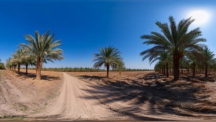 Lush Palm Tree Orchard with Dirt Path Under Clear Blue Sky