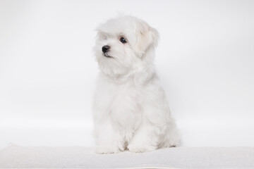 Portrait of a cute Maltese breed puppy. A small dog licking lips on a bright fashionable gray background.