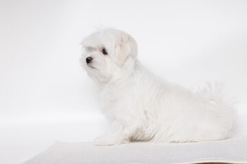 Portrait of a cute Maltese breed puppy. A small dog licking lips on a bright fashionable gray background.