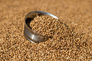 coriander seeds