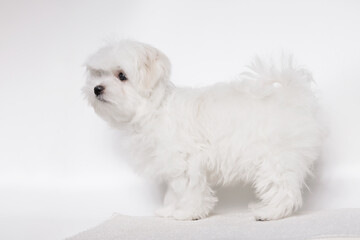 Portrait of a cute Maltese breed puppy. A small dog licking lips on a bright fashionable gray background.