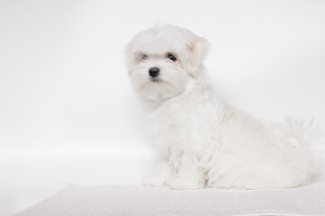 Portrait of a cute Maltese breed puppy. A small dog licking lips on a bright fashionable gray background.