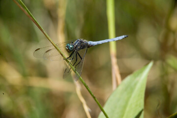 Male Keeled Skimmer dragonfly (Orthetrum coerulescens) Sardinia, Italy