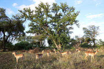 Schwarzfersenantilope / Impala / Aepyceros melampus.