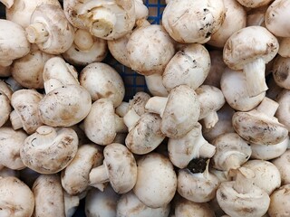 mushrooms on the market