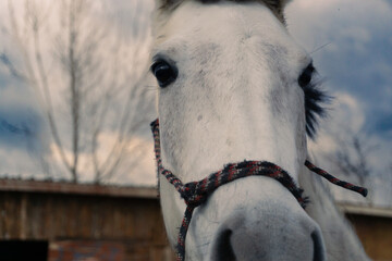 portrait of a horse in winter