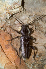 Old House Borer, (Hylotrupes bajulus), on pine bark, Coleottero cerambicide: Hylotrupes bajulus su pini, Porto Conte, Alghero, Sassari, Sardegna. Italia.
