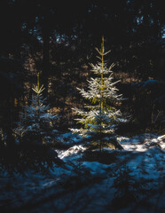 christmas tree in the snow