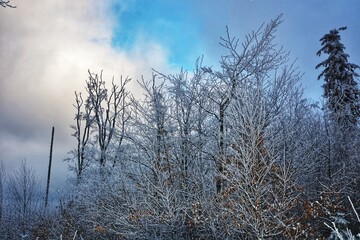 trees in the fog © Marcin