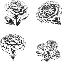 Elegant Carnation Illustrations - Black and White Line Art of Carnation Flowers
