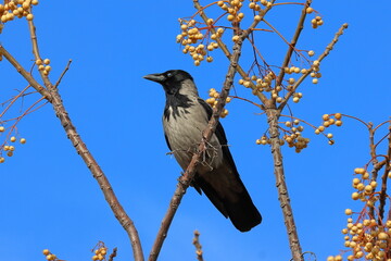 A grey crow sits on tree.