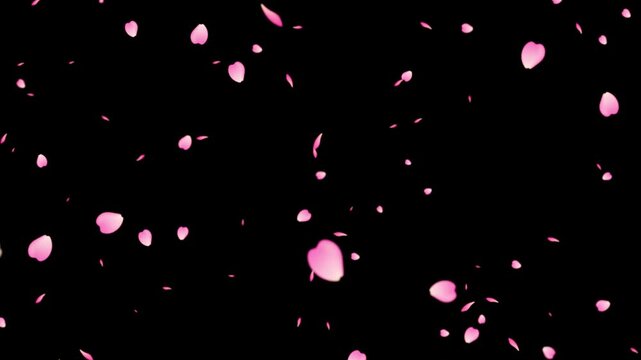 Cherry blossom, sakura leaves video