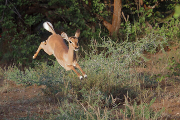 Schwarzfersenantilope / Impala / Aepyceros melampus