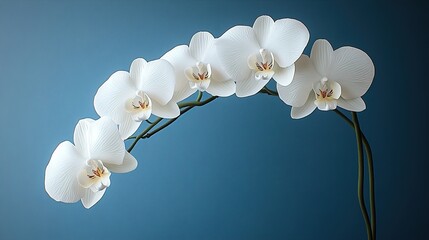 white orchid flowers