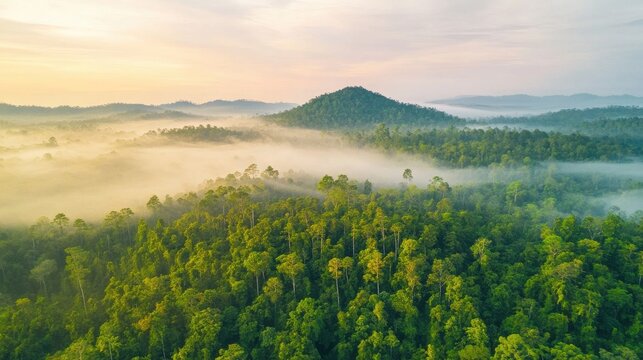 Aerial view of misty tropical rainforest with lush green foliage and distant hills