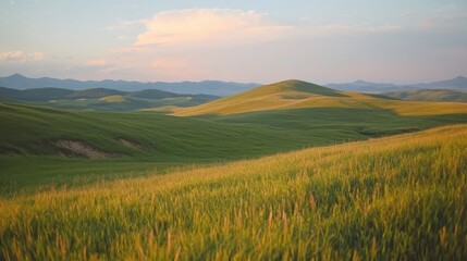 Fototapeta premium Golden fields of nature rolling hills scenic landscape rural environment wide-angle view serenity concept