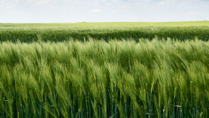 Vibrant green wheat fields stretching into distance with line of bright sky filled with clouds, reflecting endless possibilities and freedom