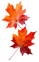 Obraz premium Vibrant Autumn Leaves on transparent background 