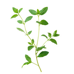 Fototapeta premium Fresh mint leaves, Isolated on transparent background.