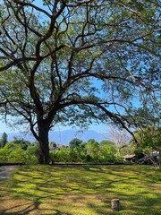 A beautiful house made of wood in the forest, cafe or coffee shop in the forest. The lush green surroundings and bright blue sky. Vertical photography