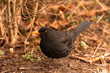 blackbird on the ground