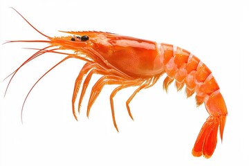 Vivid Orange Shrimp Isolated on White Background Detailed Macro Shot Seafood Delicacy