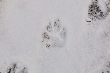 Captivating close-up of a Turkish Kangal dog's paw print in pristine white snow, showcasing its unique size and detail. Perfect for themes of winter, majestic breeds, wildlife, and outdoor adventures