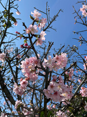 Cherry blossom viewing event park nature photography springtime close-up beauty and serenity of blooming flowers against a clear blue sky