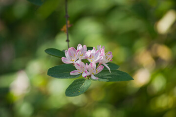 Pink honeysuckle flowers in close-up. A bush of flowering honeysuckle in the garden.