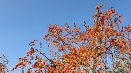 Orange Palasha flowers. Red orange flowers of Bastard Teak, Bengal Kino, Flame of the Forest (Butea...