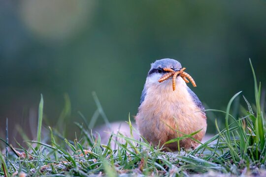 Eurasian nuthatch with mealworms in its beak.