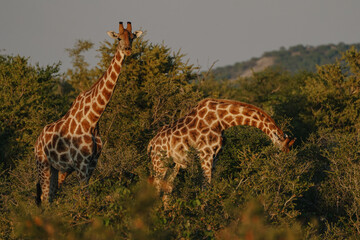 A beautiful spotted giraffes eating leaves from a savannah bushes at sunset in the Namibian Etosha...