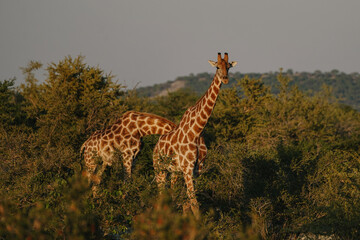 A beautiful spotted giraffes eating leaves from a savannah bushes at sunset in the Namibian Etosha National Park.