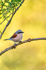 Male red backed shrike perched on a branch.
