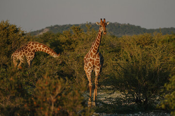 A beautiful spotted giraffes eating leaves from a savannah bushes at sunset in the Namibian Etosha...