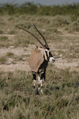One beautiful gemsbok walking in the savannah in the Namibian Etosha National Park.