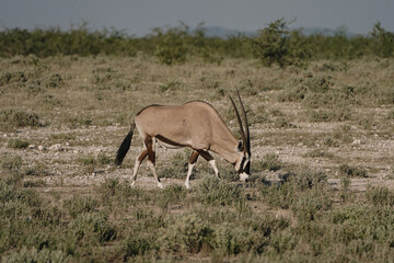 Naklejka premium One beautiful gemsbok walking in the savannah in the Namibian Etosha National Park.