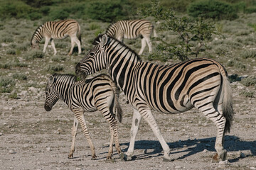 A zebra mare and her foal are walking in the savannah at sunset in the Namibian Etosha National Park.