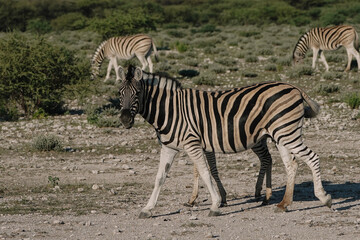 A zebra mare and her foal are walking in the savannah at sunset in the Namibian Etosha National Park. Foal hiding behind mother mare.