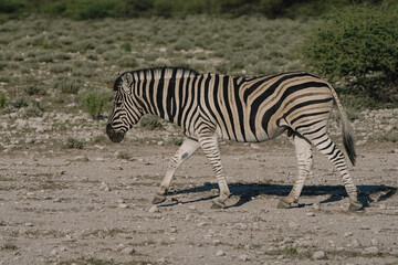 A beautiful striped zebra walking in the savannah bushes in the Namibian Etosha National Park.