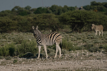 A beautiful striped zebra walking in the savannah bushes in the Namibian Etosha National Park.