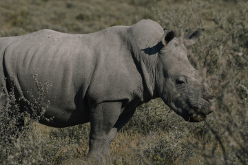 Fototapeta premium A beautiful White rhino is walking in the savannah bushes in the Namibian Etosha National Park.