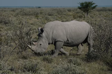 Gardinen Nashorn A beautiful White rhino is walking in the savannah bushes in the Namibian Etosha National Park.  © lilybee