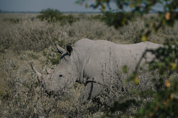 A beautiful White rhino is walking in the savannah bushes in the Namibian Etosha National Park.