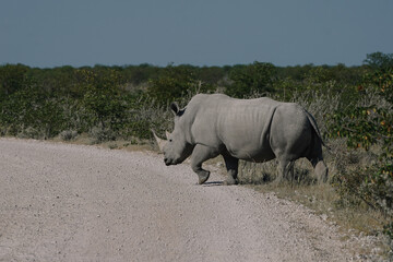 Obraz premium A beautiful White rhino crossing the road in the savannah bushes in the Namibian Etosha National Park.