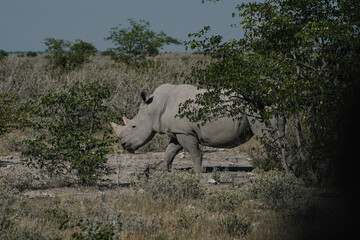 A beautiful White rhino is walking in the savannah bushes in the Namibian Etosha National Park.